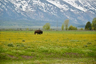 A lone bison grazes in a green field amidst the backdrop of a snowy mountain range.