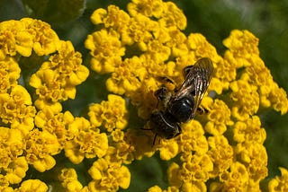 Summer Heat, Birds and Buzzing Bees
