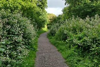 Snapshots of the early morning nature walk