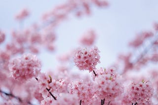 Kawazu Zakura — The Early Blooming Cherry Blossom