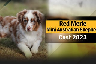 Red Merle Mini Australian Shepherd Cost 2023