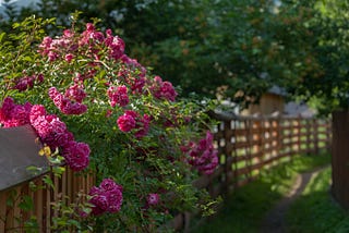 Pink roses lining a wooden fence on a summer day