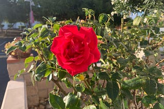 Gratitude to Mum for a Meditative Walk Among English Roses