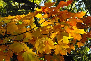 Dreams of Sukkot