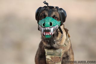 Taking a Stroll with the Dog is Becoming More and More Like Combat Training