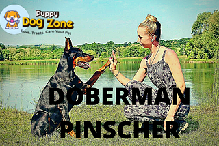 DOBERMAN PINSCHER DOG INFORMATIONDOBERMAN PINSCHER DOG INFORMATION