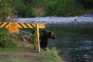A grizzley bear by the water