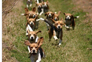 A pack of running beagles