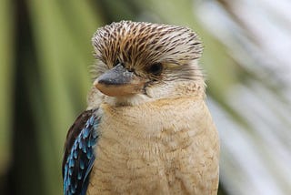 An Australian Kookaburra.