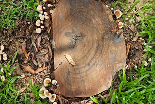 Everywhere I have seen the positive things.even a dead tree can help growing mushrooms.