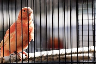 The Orange Canary