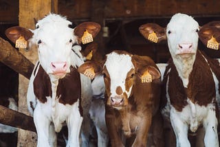 Three little baby cows looking on with innocence