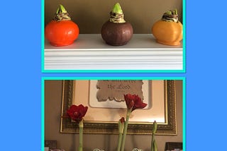 Life Lessons Found in my Waxed Amaryllis Bulbs