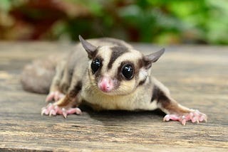 Animals That Glide: Nature’s Aerial Acrobats