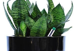 Indoor Plants Hire in Melbourne | Office Plant Hire in Melbourne