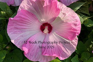 52-Week Photography Project For June 2025