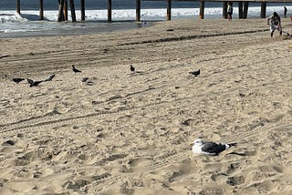 A Seagull’s Guide to Venice Pier