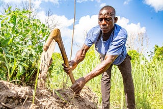 Les paiements d’assurance sont essentiels pour protéger les petits exploitants agricoles du Malawi