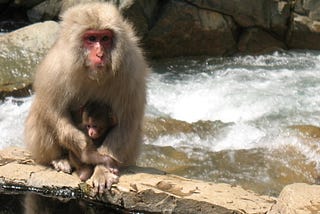 Japanese macaque at a hot springs pool