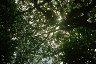 Maybe You’ve Been So Rooted In The Ground, You’ve Missed The Beauty Growing Above You