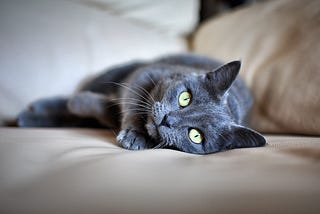 Grey cat lying on its side facing the camera.