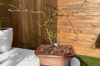 When Patience Isn’t Your Greatest Virtue — Grow A Bonsai