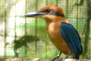 Spotlight Species: Guam Kingfisher (Sihek)