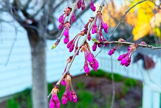 Petals preparing / perfect, pending, pendulous / pregnant, purposeful.