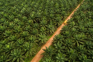 A glimpse inside the palm oil industry