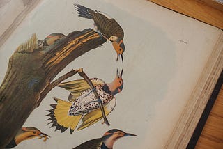 From the Special Collections: John James Audubon’s Birds of America