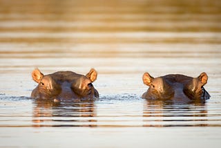 Travel & Tourism welcomes action on biodiversity, but critical gaps remain
