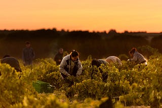 Bodegas Piedra: ecological, unique and award-winning wines