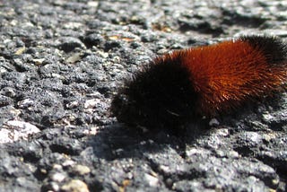 Combining Datasets with Fuzzy Matching