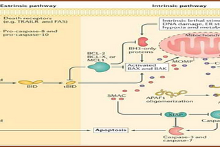 Cell Death Pathways in Cancer