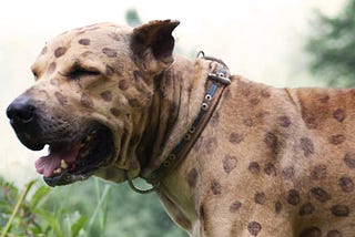 10 Most Ancient Dog Breeds on Earth