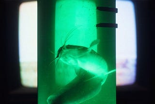 A catfish trapped within a green cylindrical vessel filled with water. In the background a TV plays a blurry video of wartime footage.