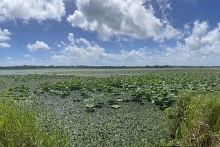 Exploring Miyagi Wetlands