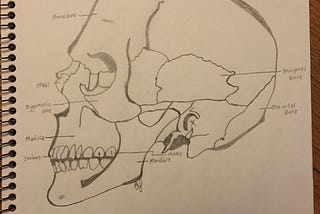 Medical Illustration- The Skull