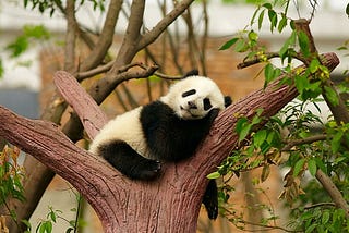 Are You a Panda Lover? — 15 Life Truths of Panda Only For You