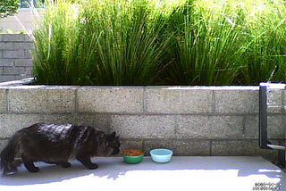 A black cat on a patio sniffing a food bowl
