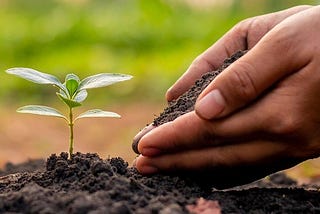 Feeding the Soil: Staying Rooted in Freedom and Growing as a Mature Disciple