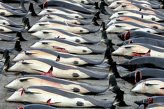 Rusia prohibirá la caza de ballenas y delfines