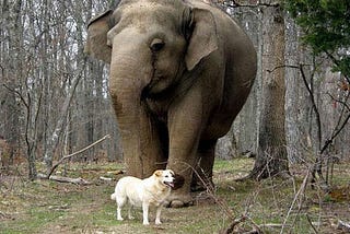 The Pregnant Elephant & The Pregnant Dog