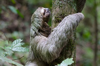 The Amazing Sloth