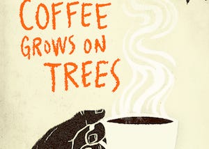 What Haiti’s tall coffee trees reveal about the country, its history, and—perhaps—its future