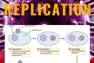 Virology “The Viral Replication Cycle”