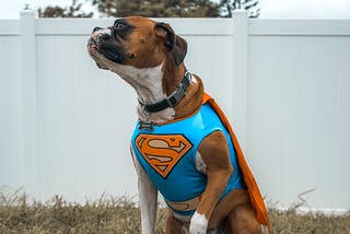 Cut English Bulldog wearing a Superman costume with a cape