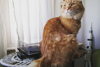 Photo of a fluffy ginger cat (Benjie) sitting on a white metal table. The Lego Saturn V rocket and a record player are behind him.