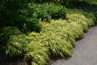 5 Reasons Why Your Shade Garden Needs Golden Japanese Forest Grass