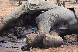 Elephants — dead and alive